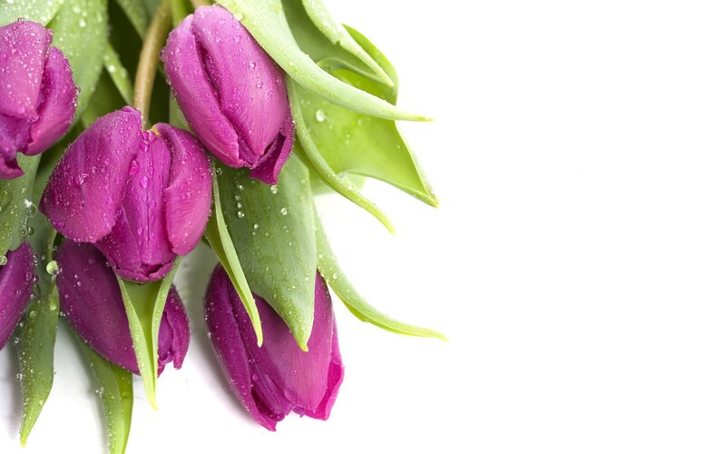 Purple tulips with water droplets