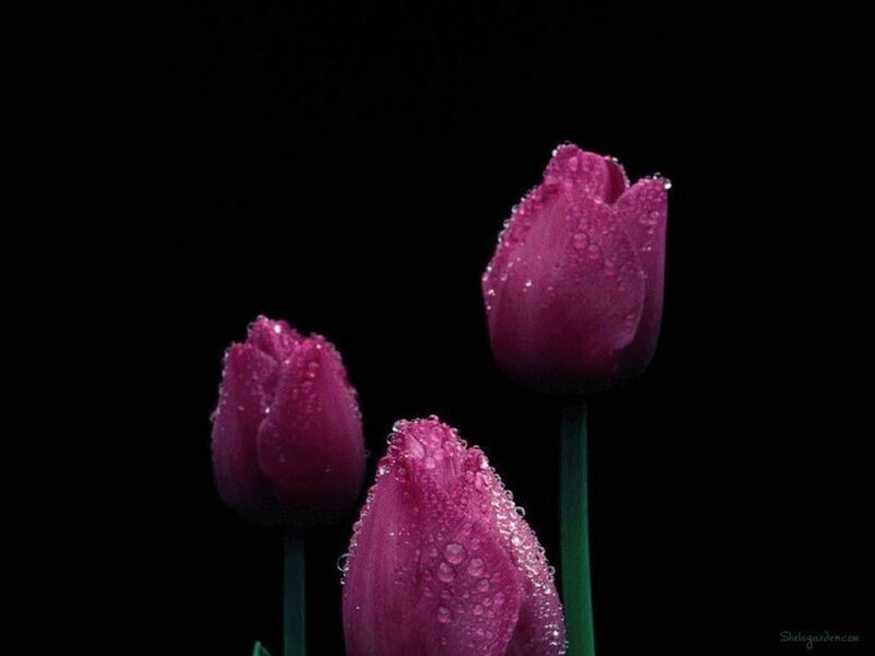 Purple tulips with water droplets