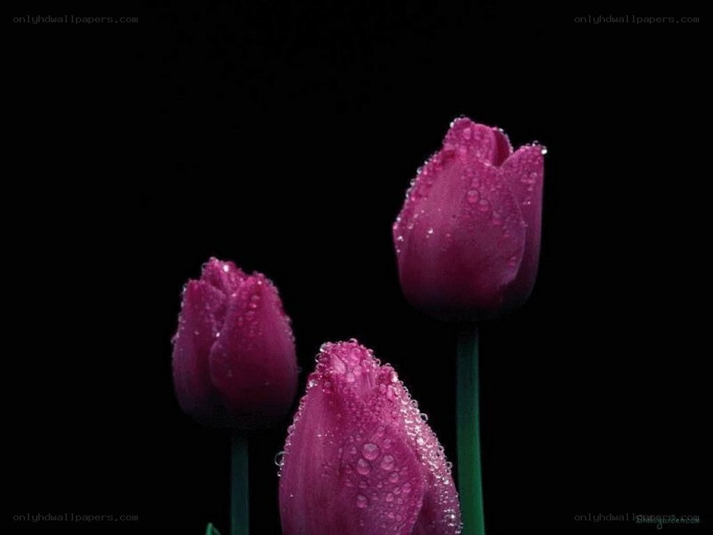 Purple tulips with water droplets
