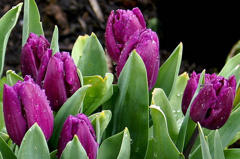 Purple Tulips with Water Droplets — Calm