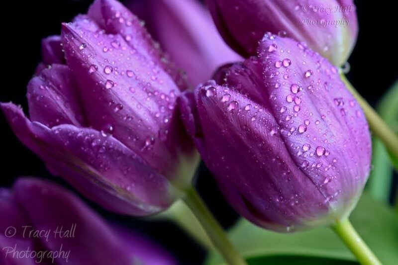 Purple Tulips with Water Droplets — Dramatic, Photograph