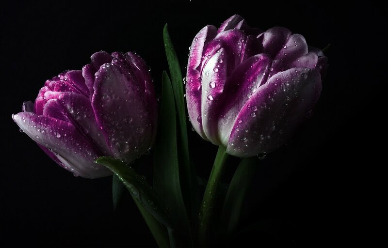 Purple Tulips with Water Droplets — Dramatic, Photograph, Water Droplets, Green Leaves