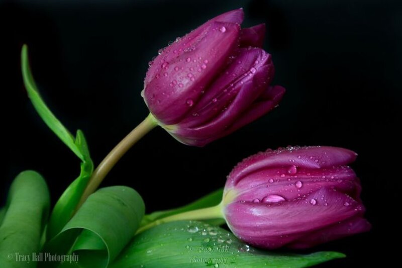 Purple Tulips with Water Droplets — Dramatic