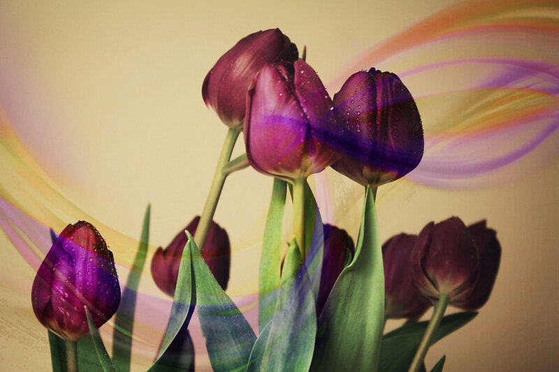 Purple Tulips with Water Droplets — Dreamy