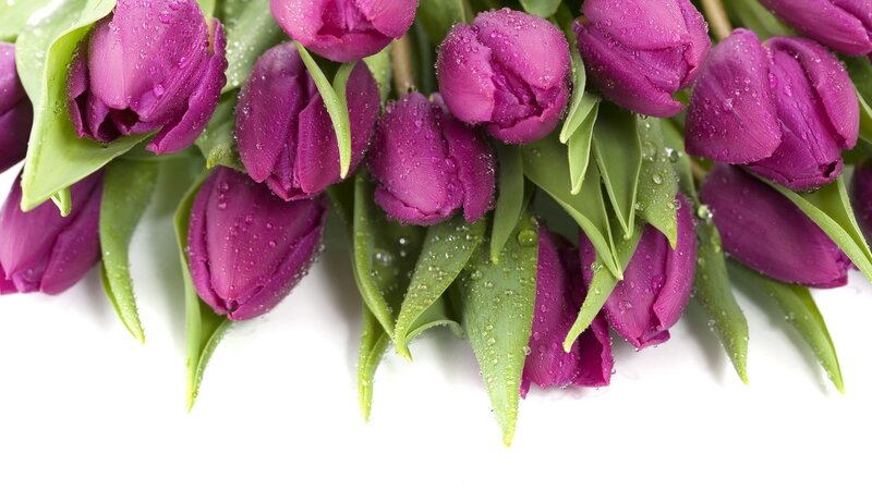 Purple Tulips with Water Droplets — Fresh, Spring, Photograph