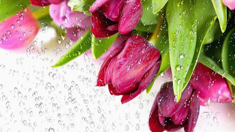 Purple Tulips with Water Droplets — Fresh