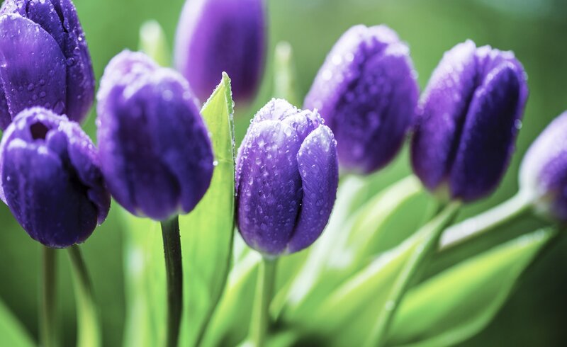 Purple Tulips with Water Droplets — Serene, Spring