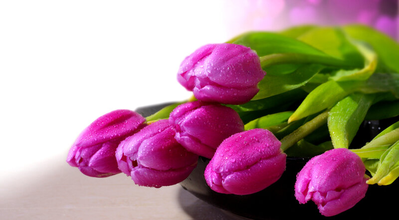 Purple Tulips with Water Droplets — Serene