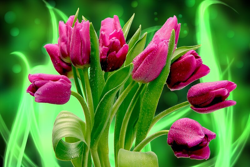 Purple Tulips with Water Droplets — Vibrant