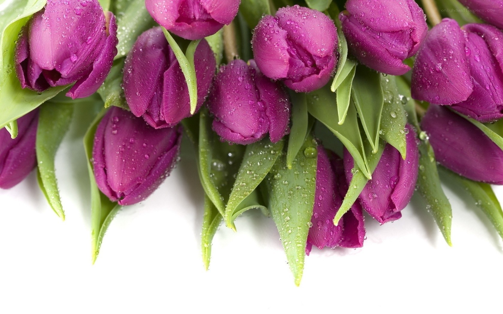 Purple tulips with water droplets