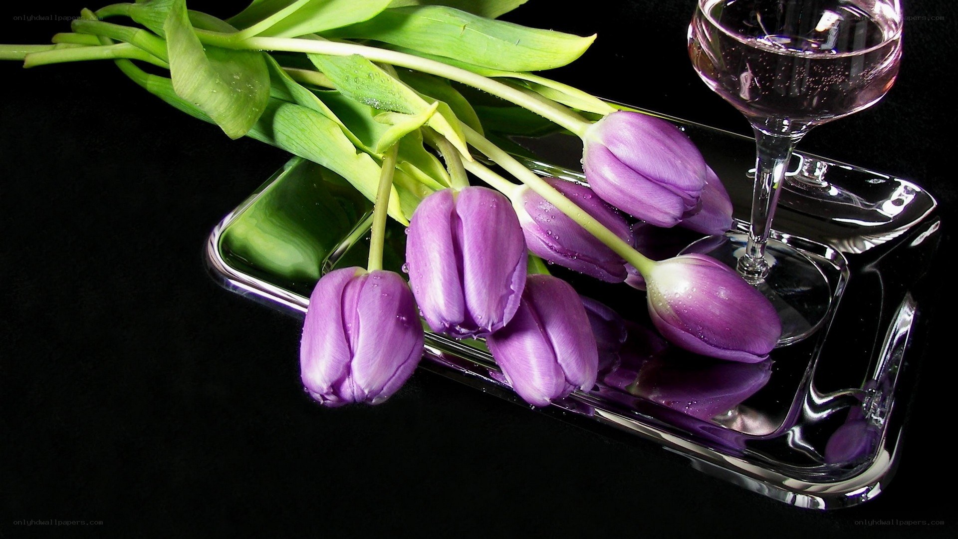 purple tulips with wine glass