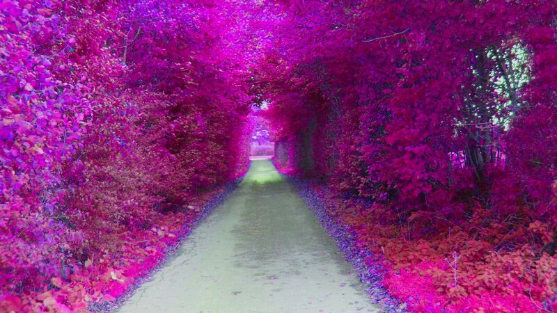 purple tunnel of trees