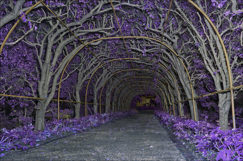 Purple Tunnel of Vines
