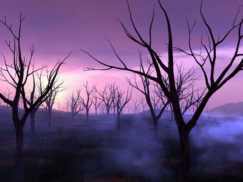 Purple twilight forest