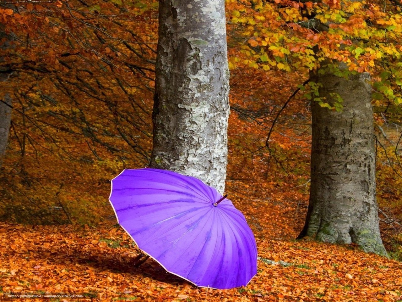 Purple umbrella in autumn forest