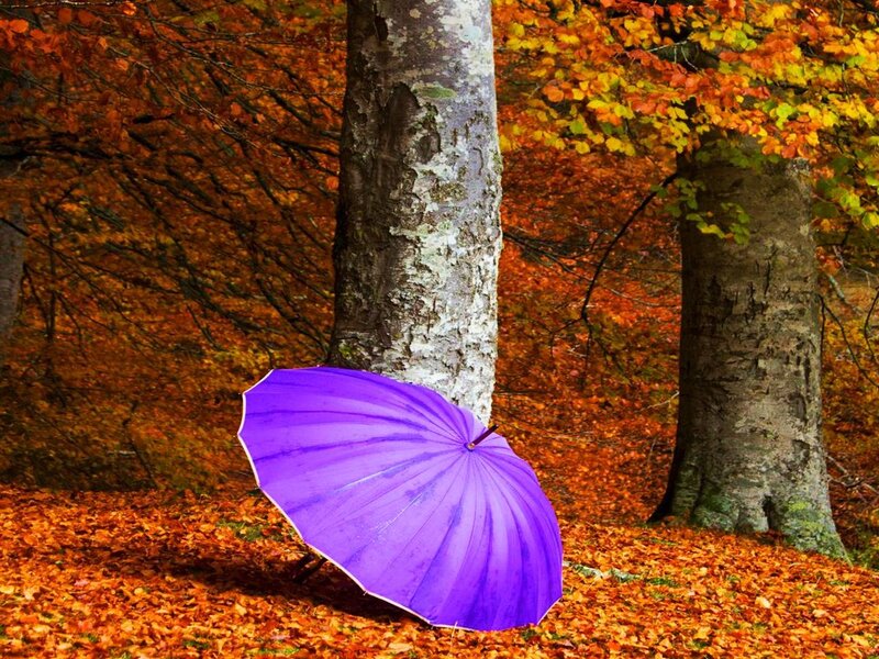 Purple Umbrella in Forest — Serene