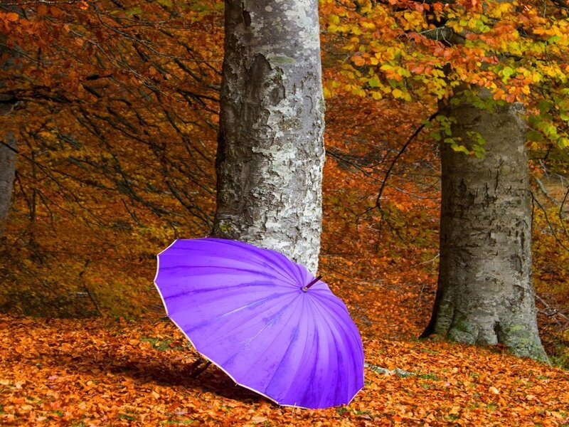 Purple Umbrella in Forest