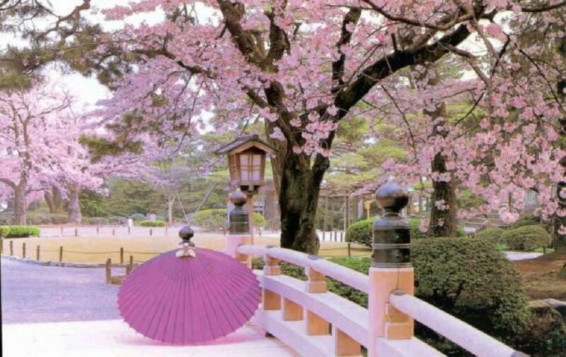 Purple Umbrella under Cherry Blossoms
