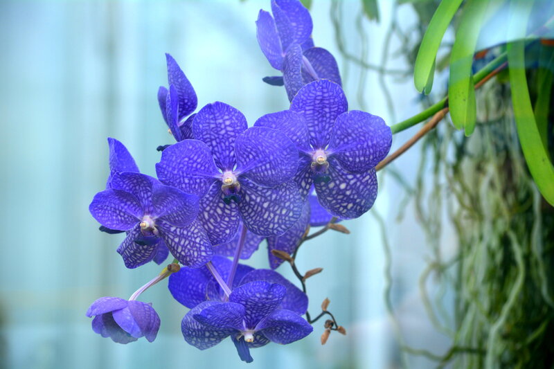 Purple Vanda Orchid — Blue