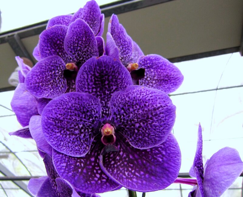 Purple Vanda Orchid — Calm, Photograph