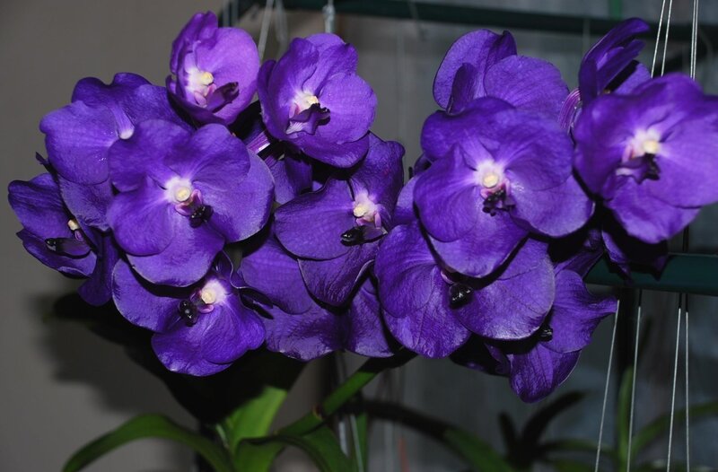 Purple Vanda Orchid Cluster — Calm