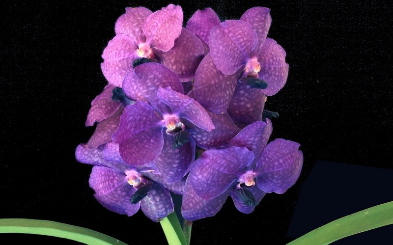 Purple Vanda Orchid Cluster — Dramatic