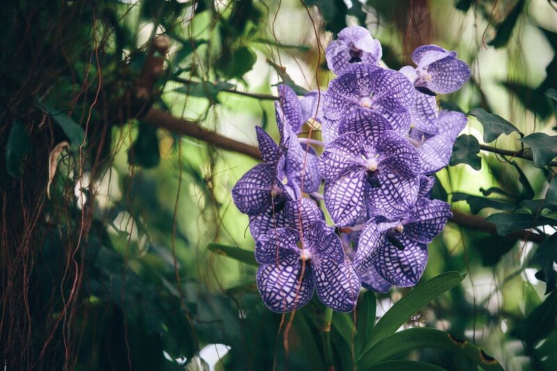 Purple Vanda Orchid Cluster