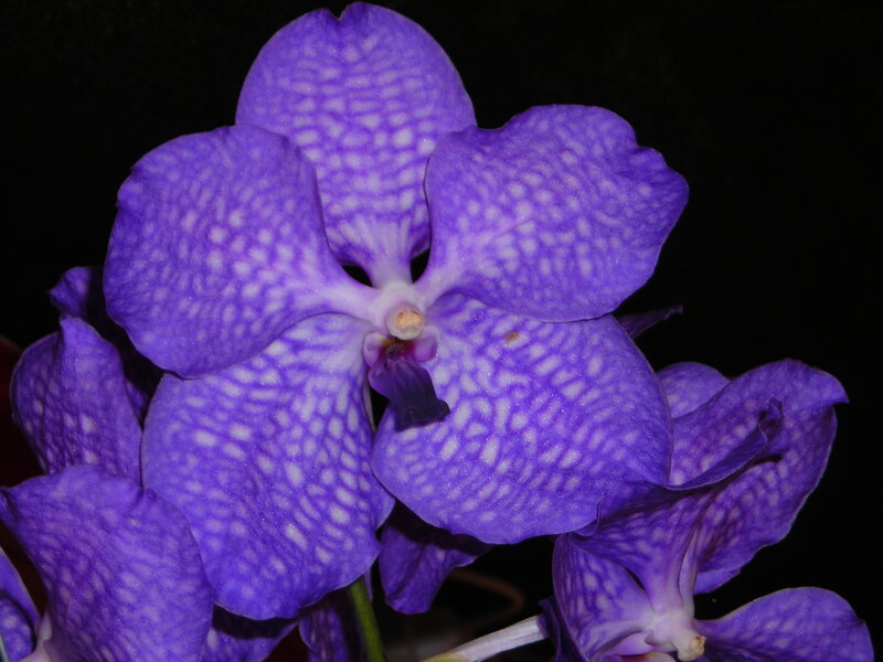 Purple Vanda Orchid — Dramatic