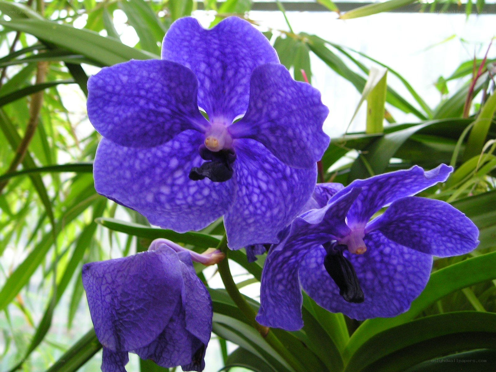 Purple Vanda orchid flowers