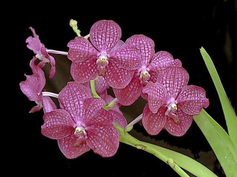 Purple Vanda Orchid Flowers — Dramatic, Photograph
