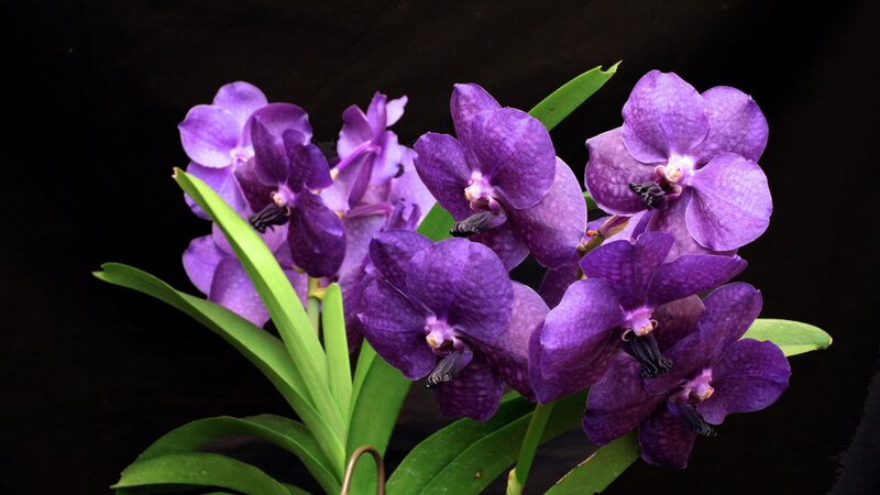 Purple Vanda Orchid Flowers — Dramatic