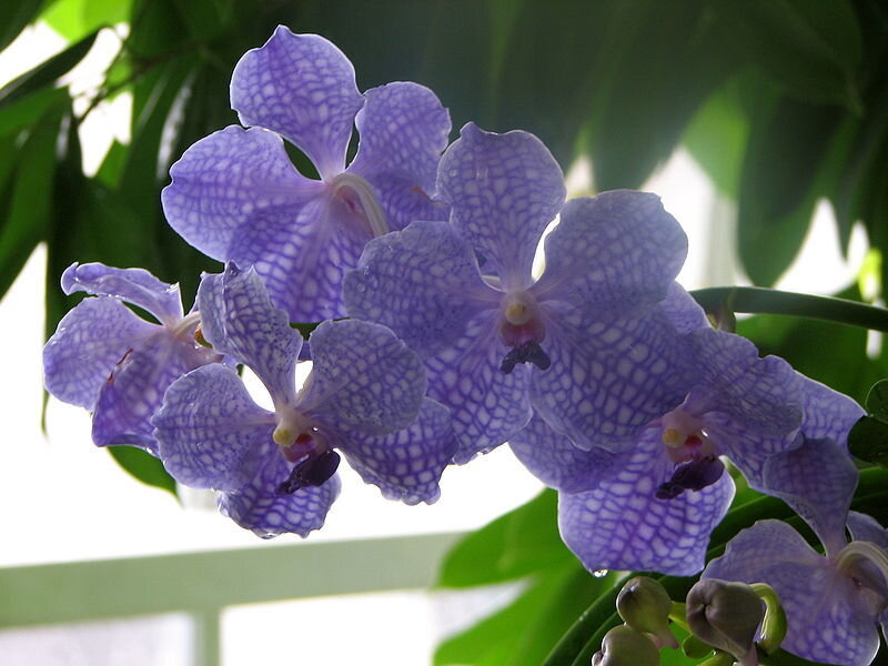 Purple Vanda Orchid Flowers — Serene, Photograph