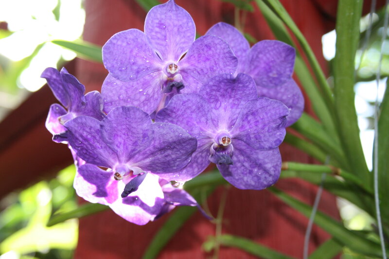 Purple Vanda Orchid Flowers — Serene