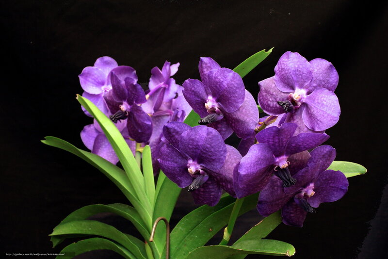 Purple Vanda orchid flowers