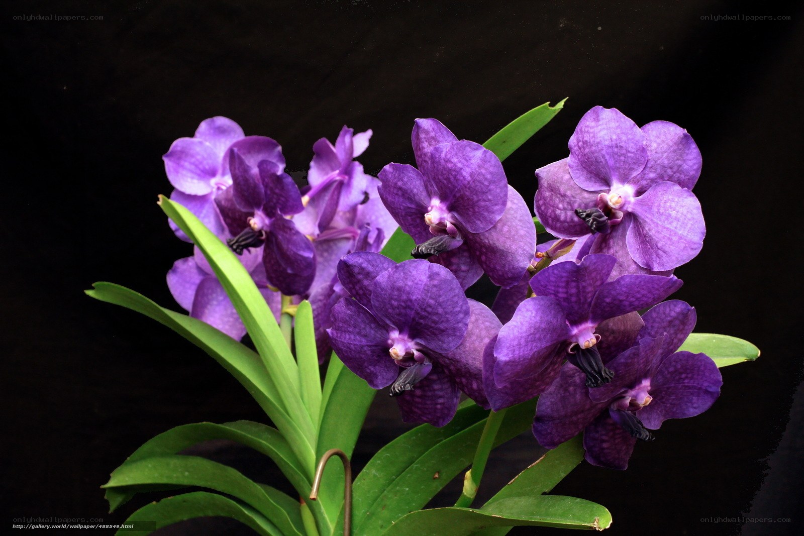 Purple Vanda orchid flowers