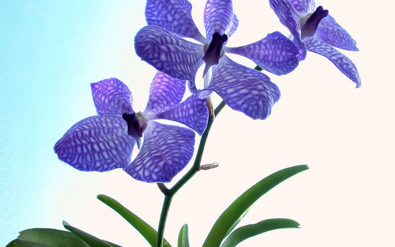 Purple Vanda Orchid — Serene, Photograph, Flower, Stem