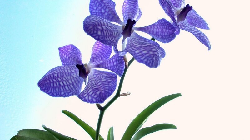 Purple Vanda Orchid — Serene, Photograph, Flower