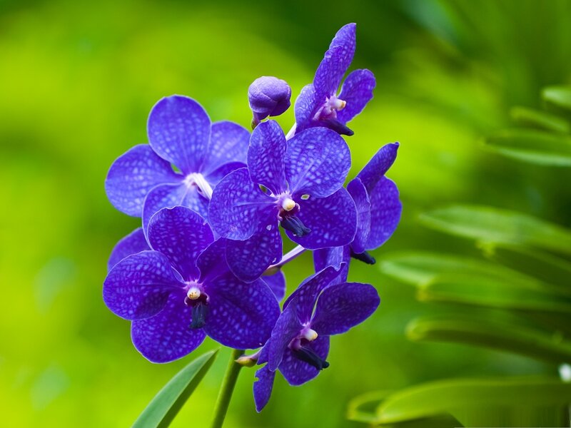Purple Vanda Orchid — Serene, Photograph