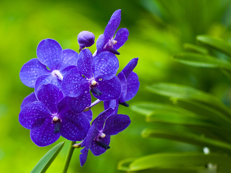 Purple Vanda Orchid — Serene