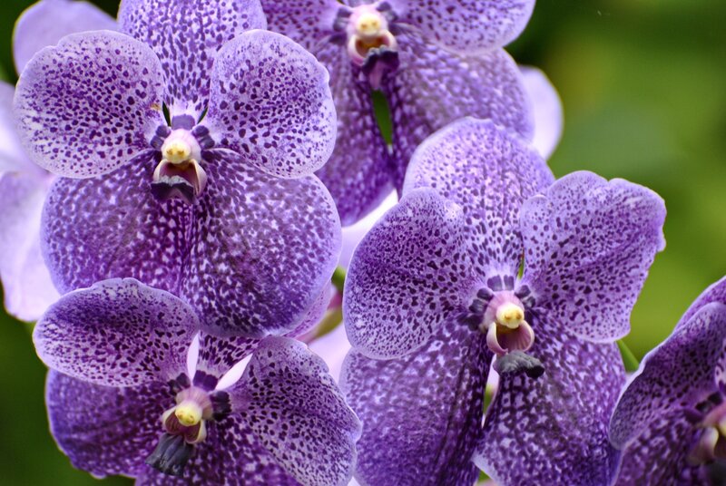 Purple Vanda Orchids — Calm, Photograph