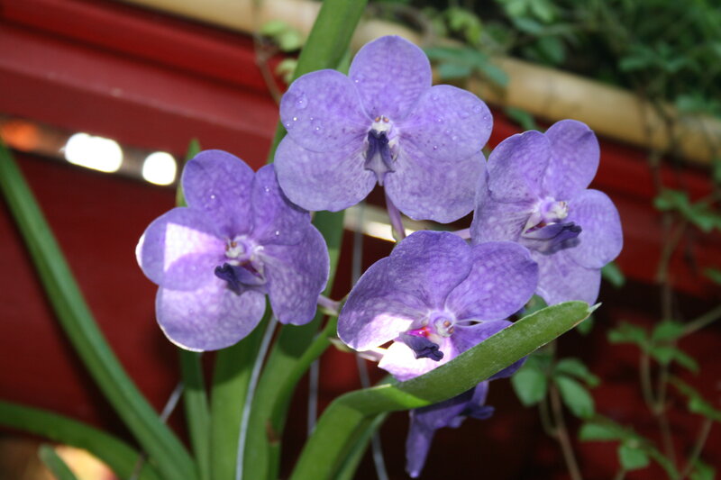 Purple Vanda Orchids — Calm