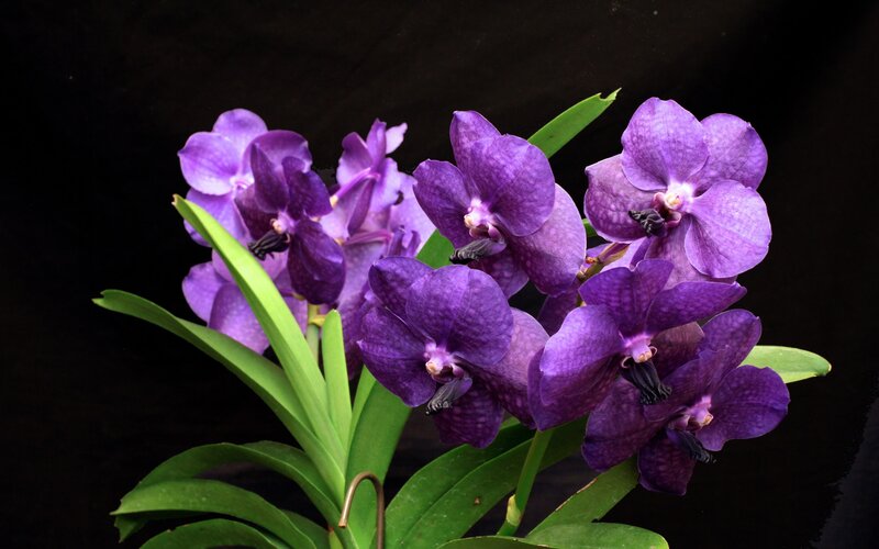 Purple Vanda Orchids — Dramatic