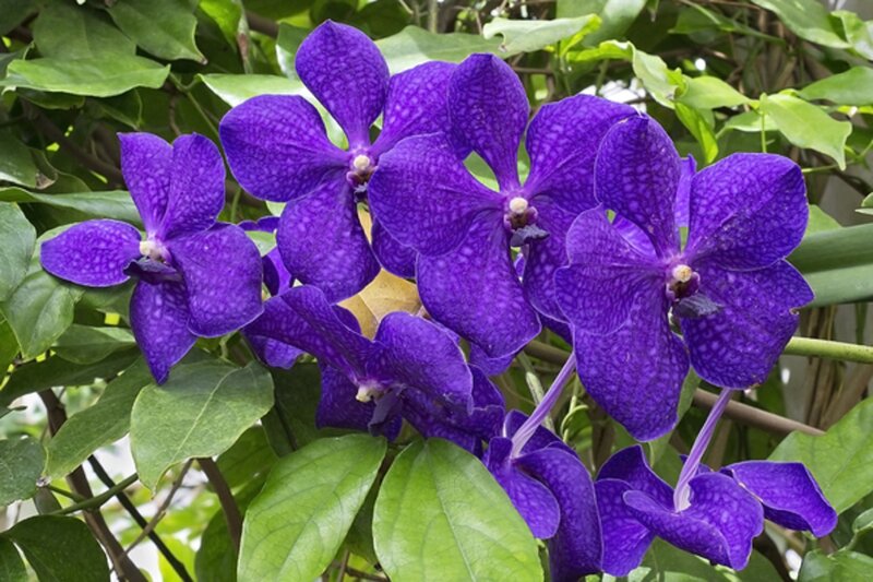 Purple Vanda Orchids — Natural, Afternoon