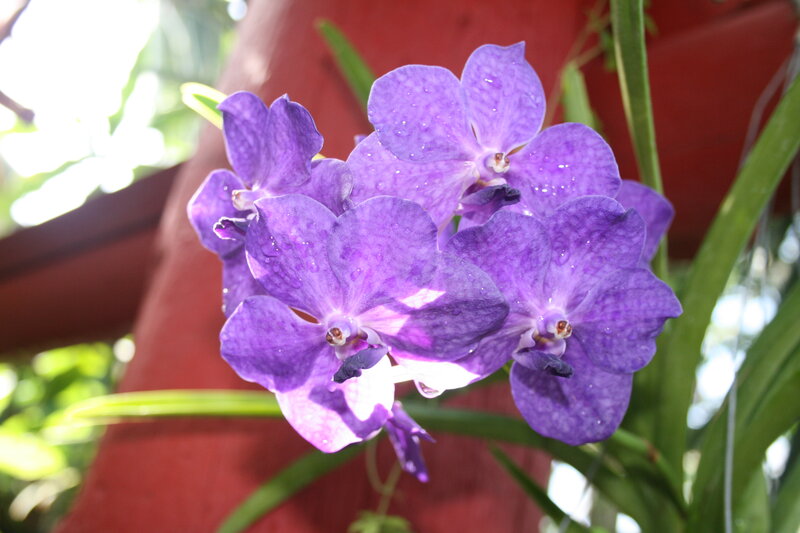 Purple Vanda Orchids — Serene