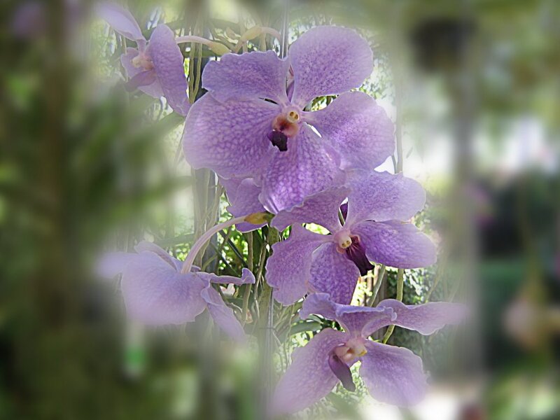 Purple Vanda Orchids