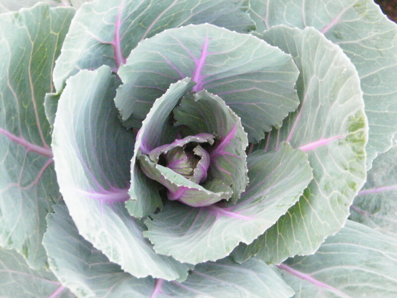 purple-veined cabbage close-up