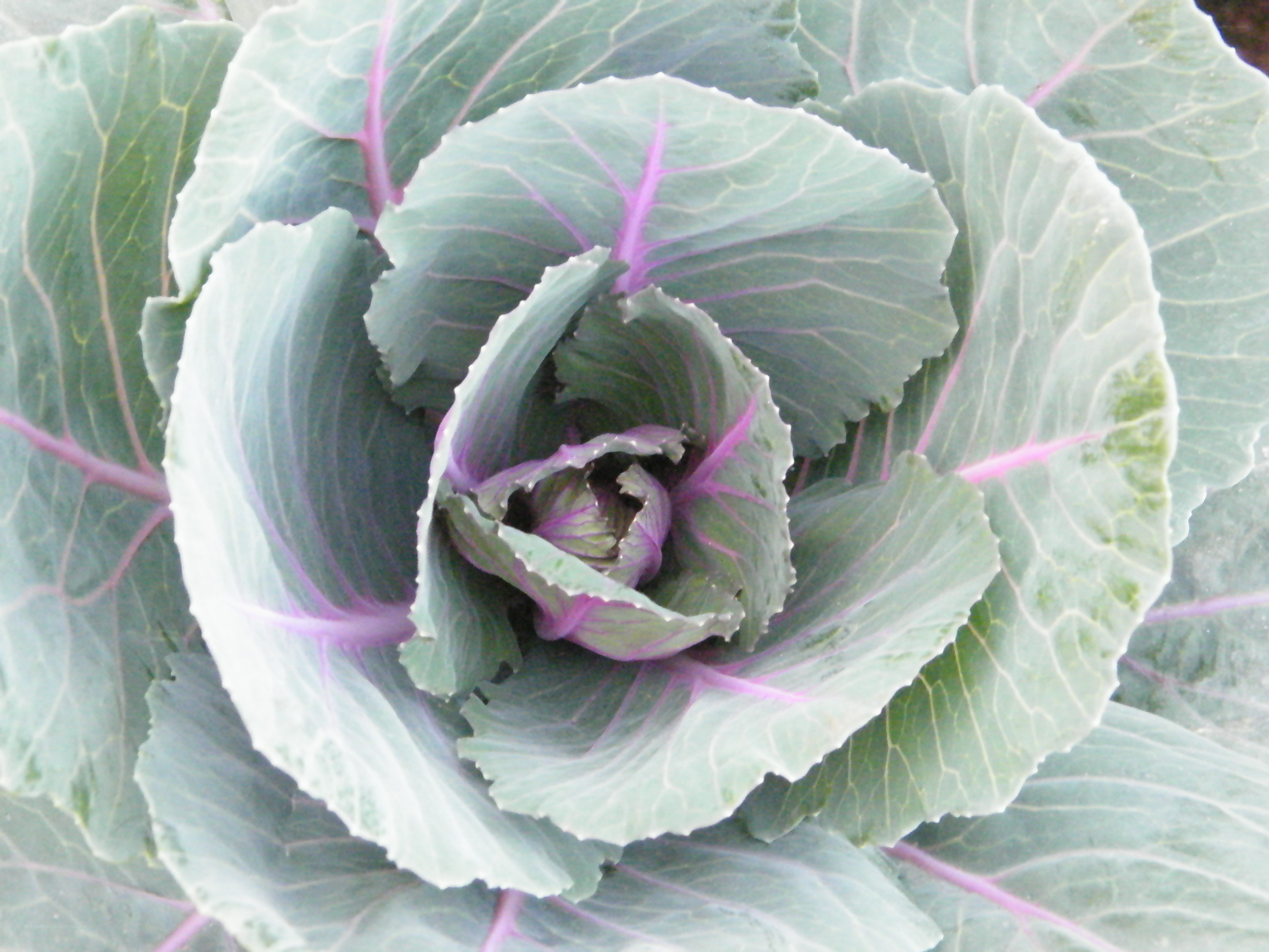 purple-veined cabbage close-up