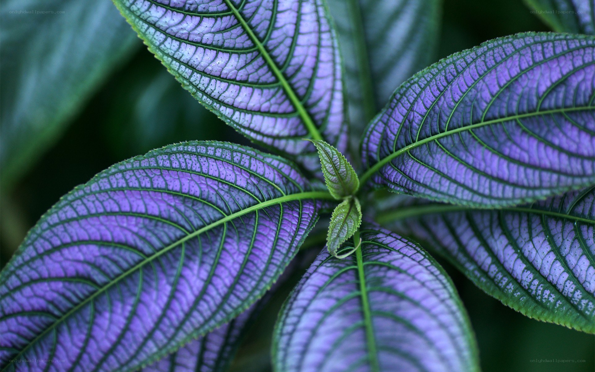 purple-veined leaf plant