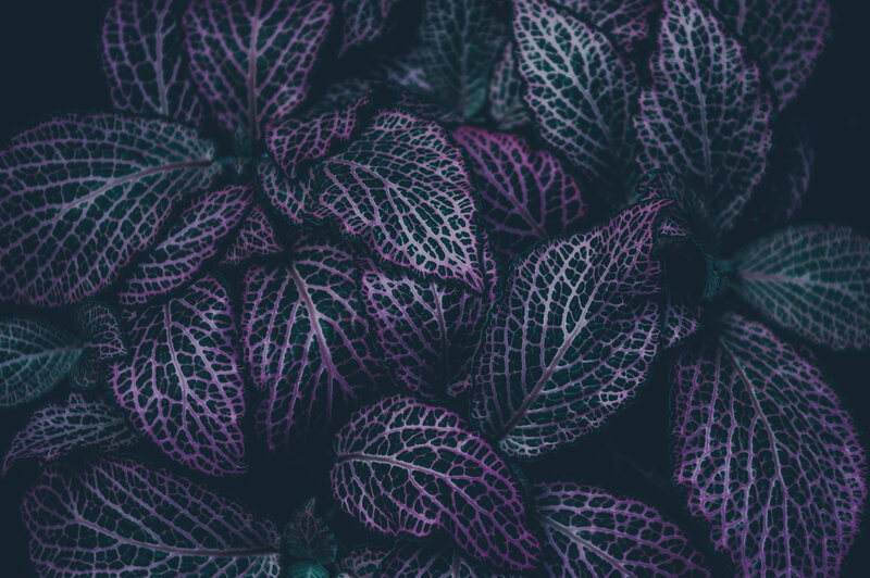 Purple-veined Leaves — Purple