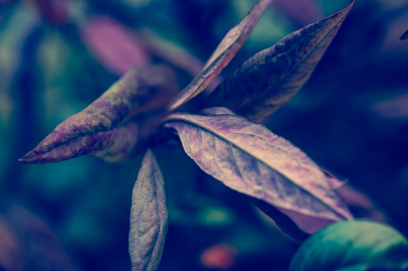 Purple-veined Leaves